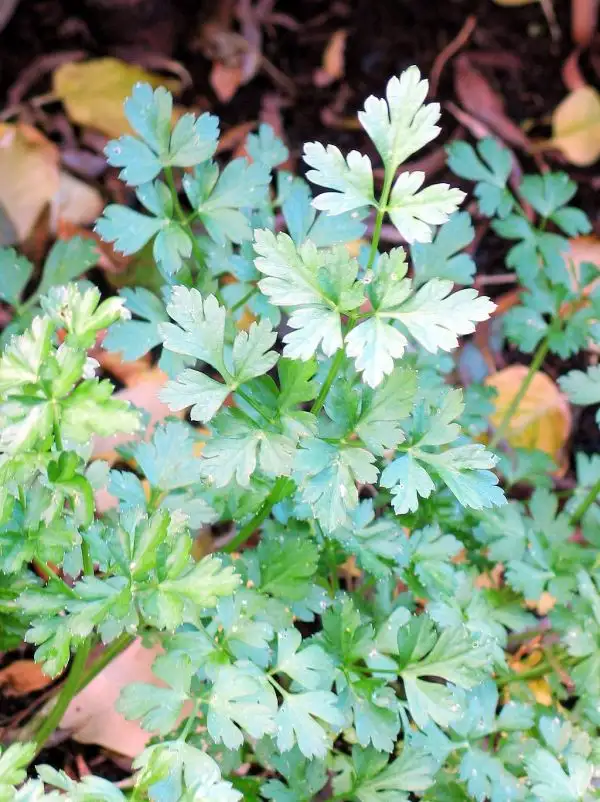 Kräuter: Petersilie glatt