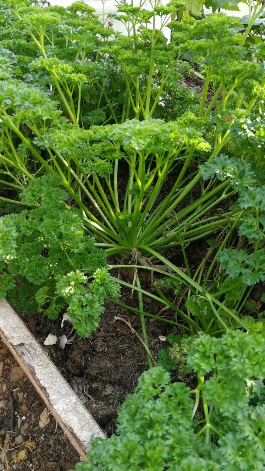 Kräuter: Petersilie Mooskrause 2