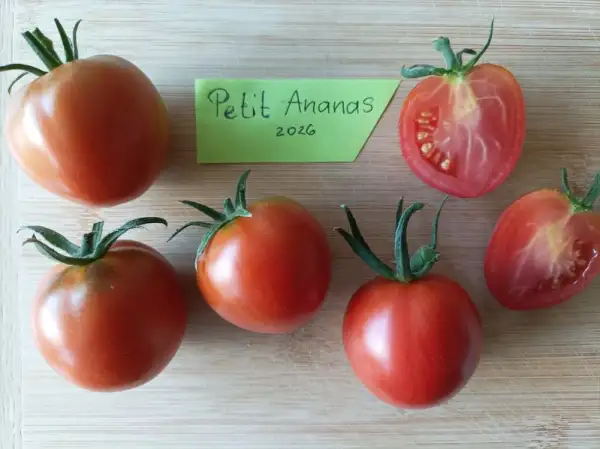 Tomaten: Petit Ananas