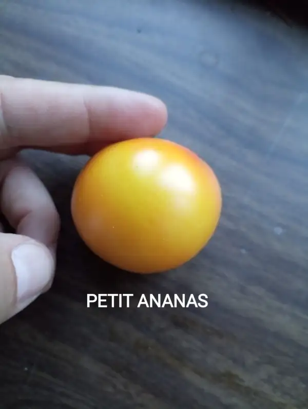 Tomaten: Petit Ananas