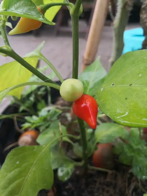 Chili / Paprika: Petit Becs