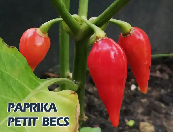 Paprika: Petit Becs