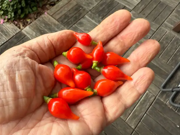 Chili: Petit Becs