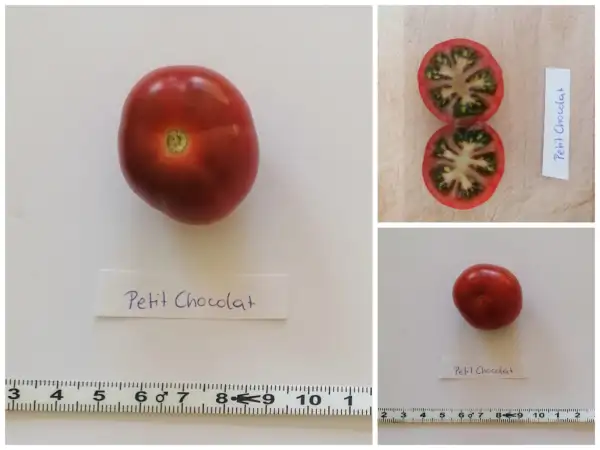 Tomaten: Petit Chocolat