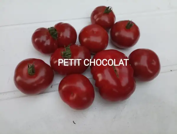 Tomaten: Petit Chocolat