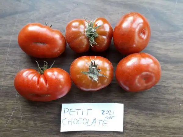 Tomaten: Petit Chocolate