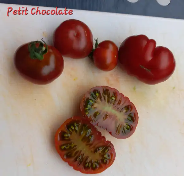 Tomaten: Petit Chocolate