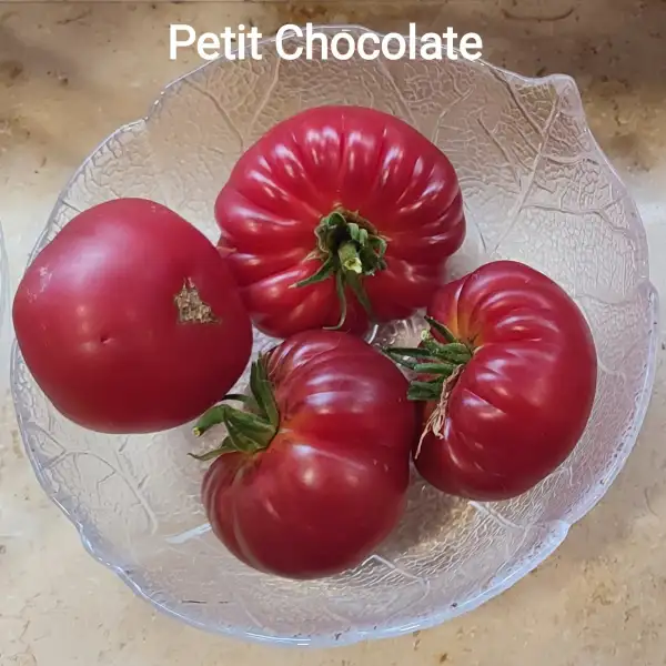 Tomaten: Petit Chocolate