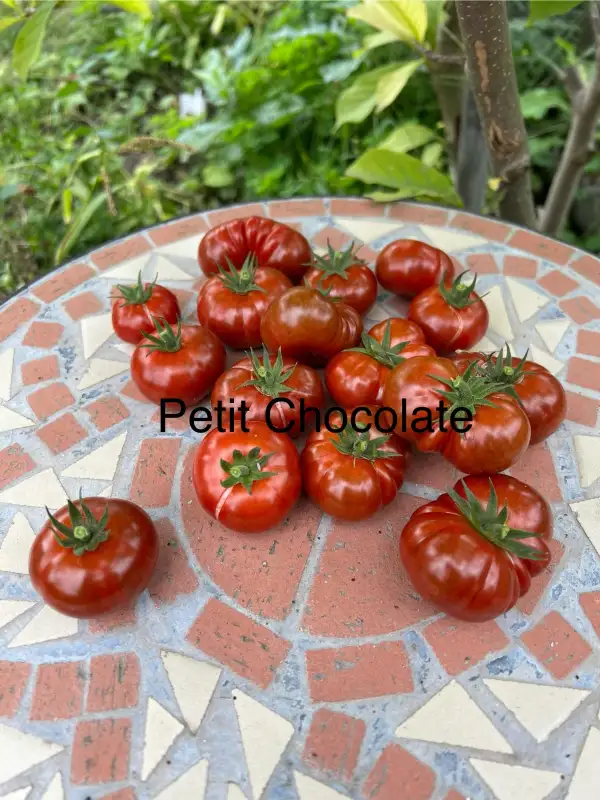 Tomaten: Petit Chocolate