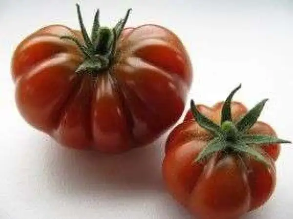 Tomaten: Petit Chocolate