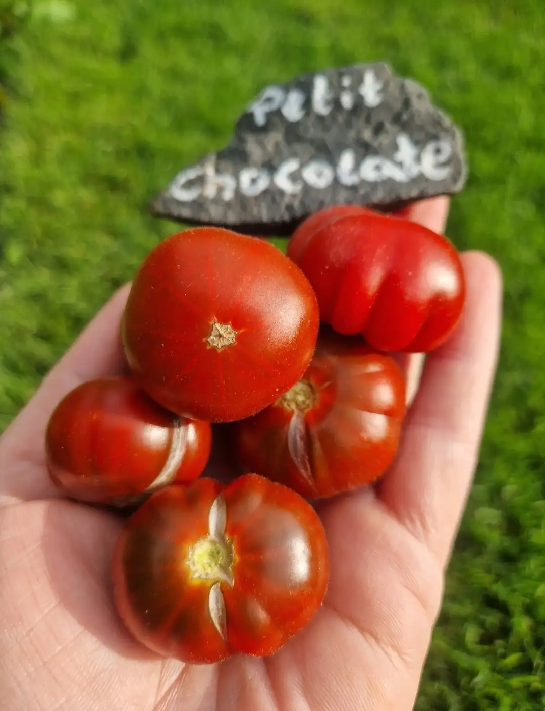 Tomaten: Petit Chocolate
