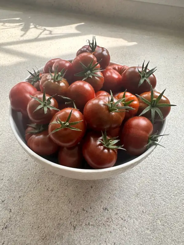Tomaten: Petit Chocolate
