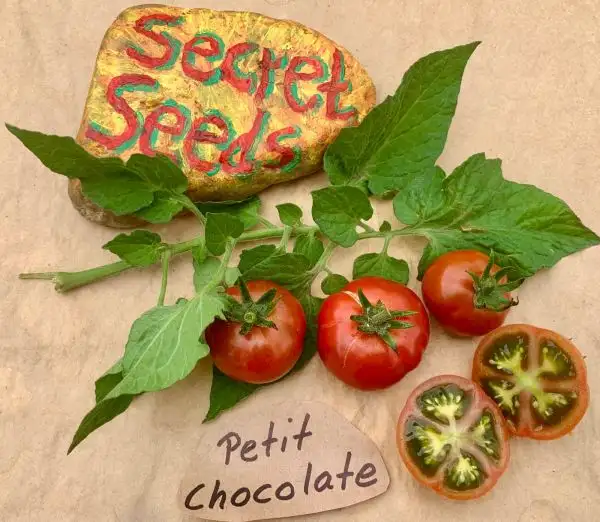 Tomaten: Petit Chocolate