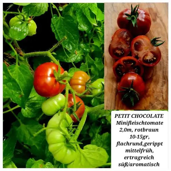 Tomaten: Petit Chocolate