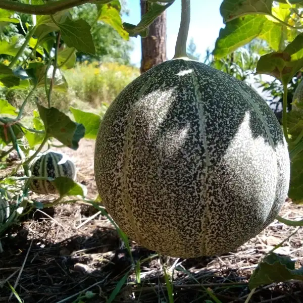 Melonen: Petit gris de Rennes, süß und früh!