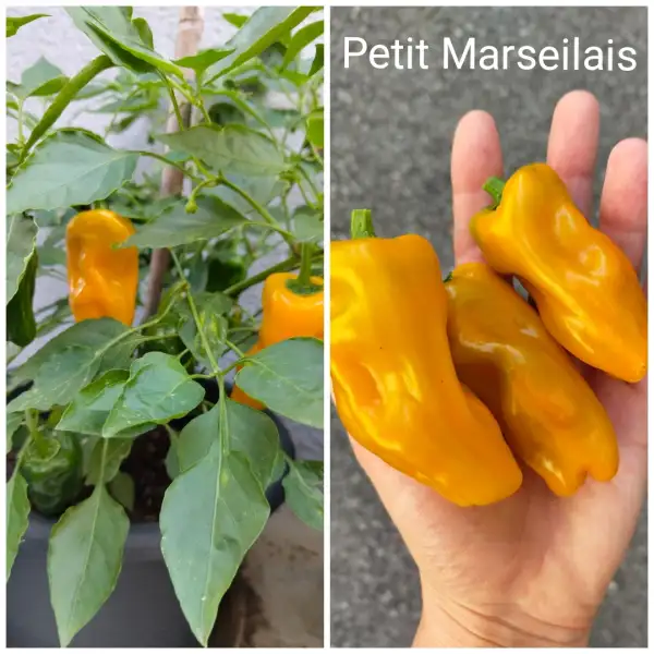 Chili / Paprika: Petit Marseilais Paprika