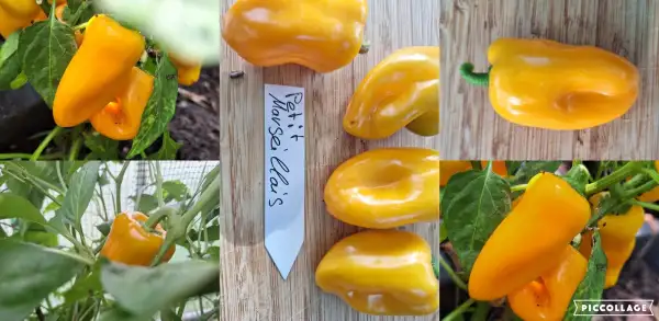 Chili / Paprika: Petit Marseillais - Paprika