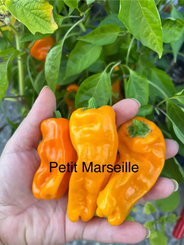 Chili / Paprika: Petit Marseille