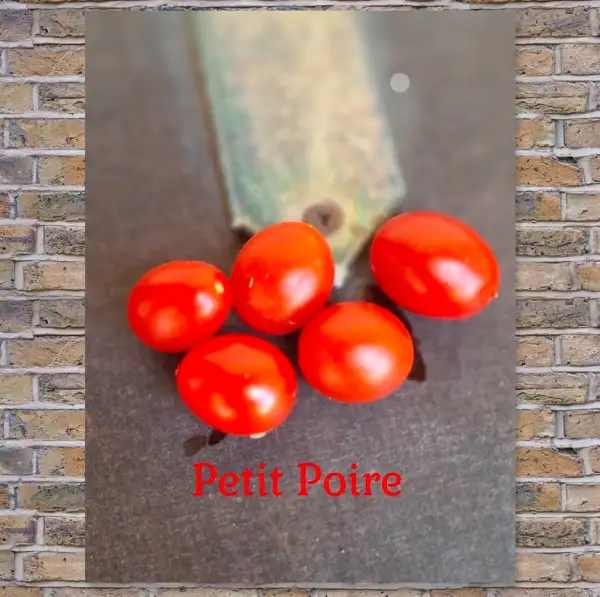 Tomaten: Petit Poire