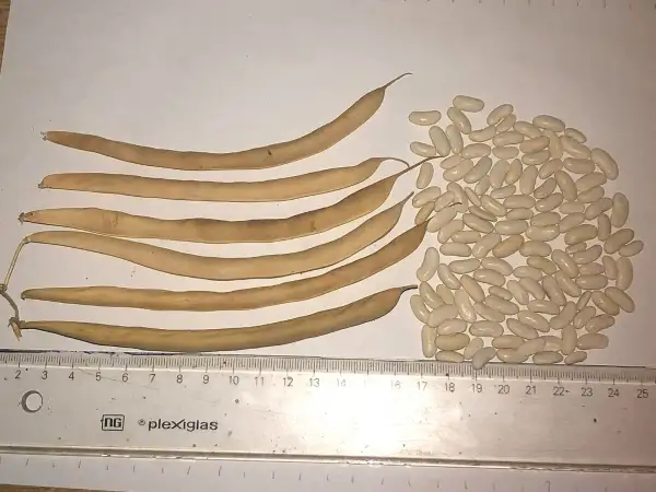 Bohnen: Petit Potager