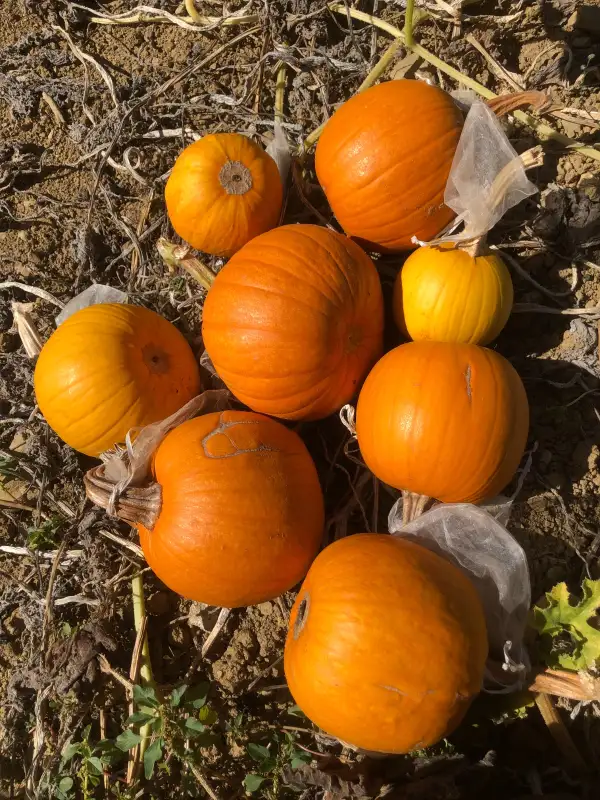 Kürbisse: Petite Sucrée kürbis