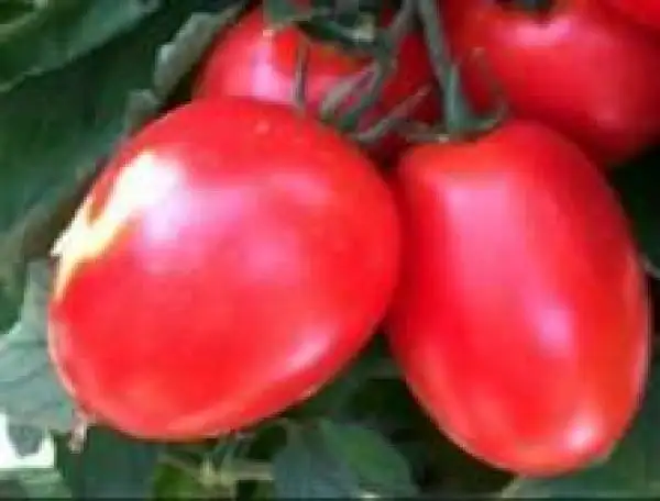 Tomaten: Petomech