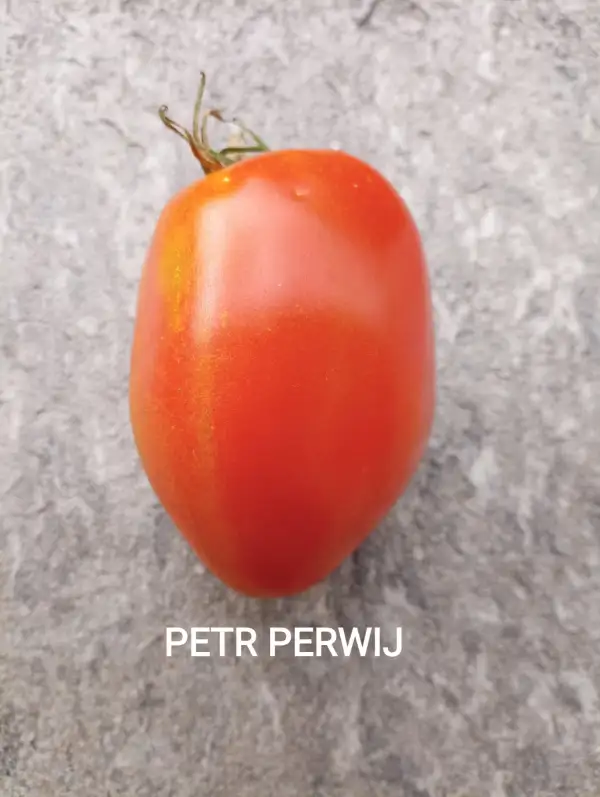 Tomaten: Petr Perwij