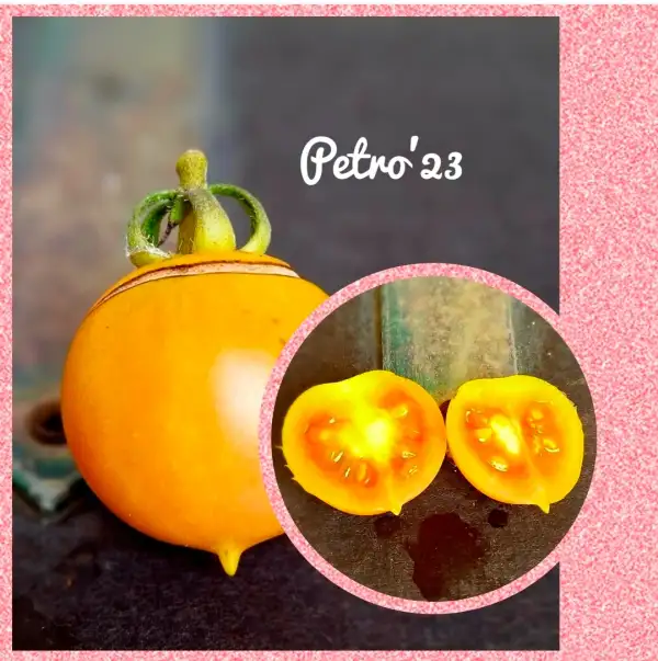 Tomaten: Petro 
