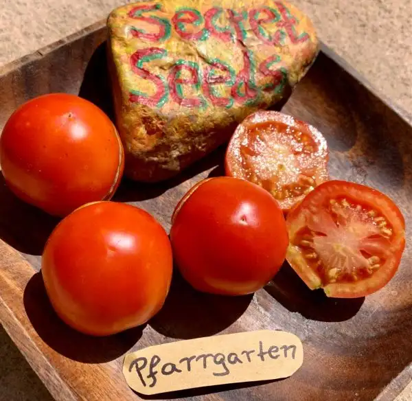 Tomaten: Pfarrgarten