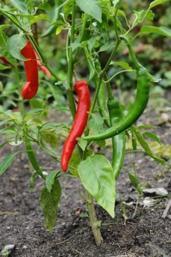 Chili / Paprika: Pfefferoni Nikél