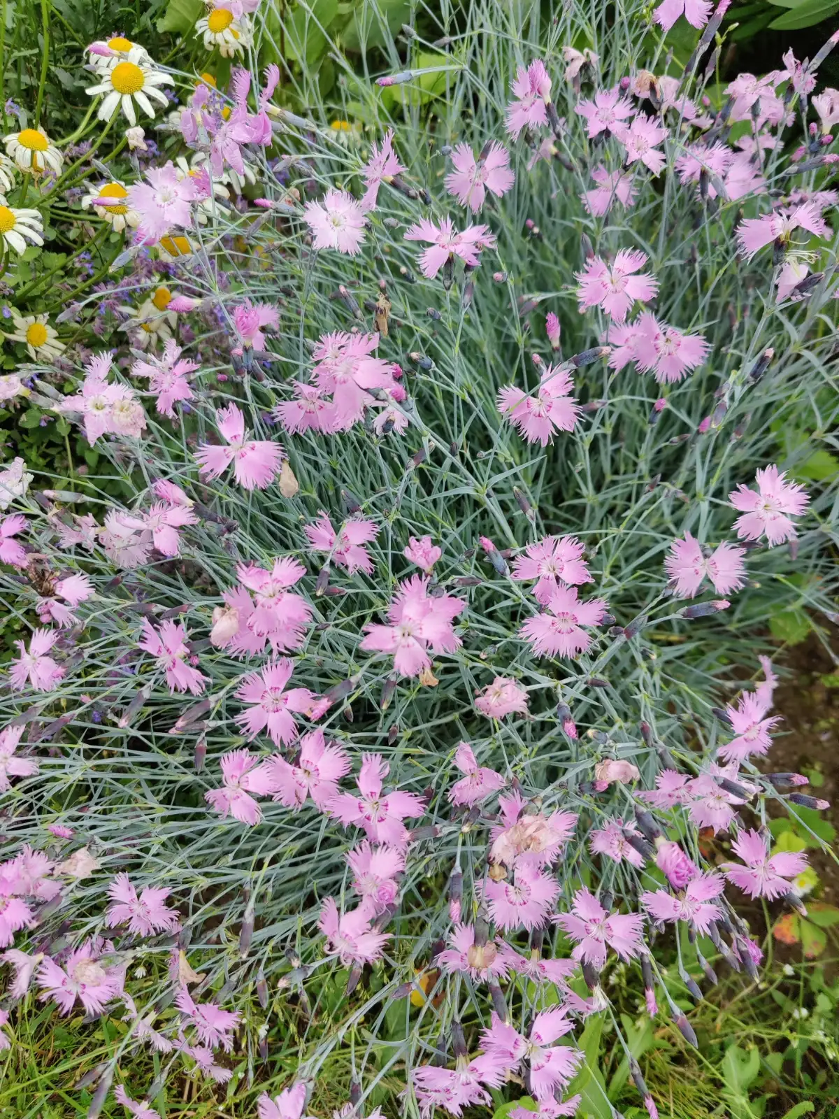 Blumen: Pfingstnelke