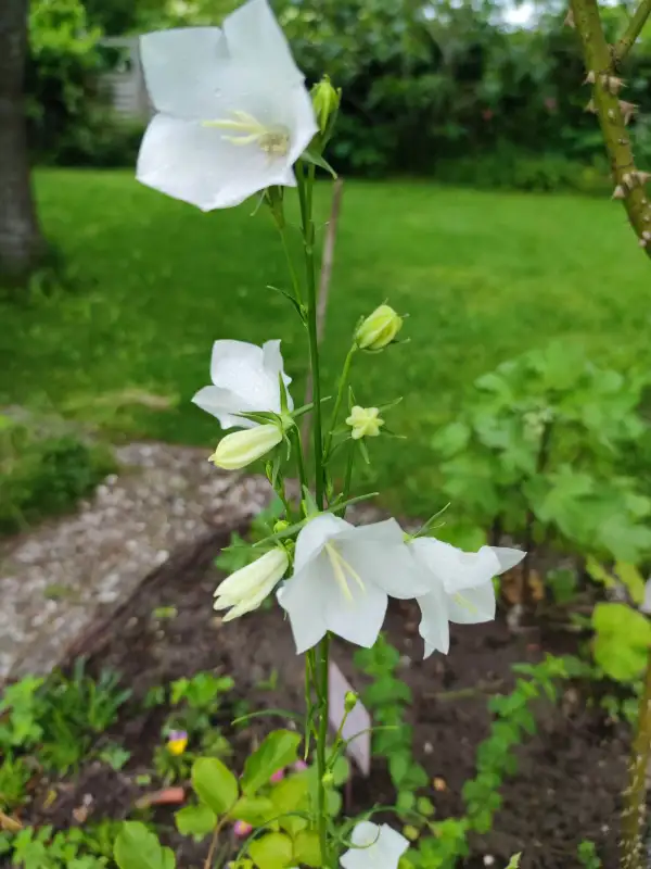 Blumen: Pfirsich-Glockenblume, weiß