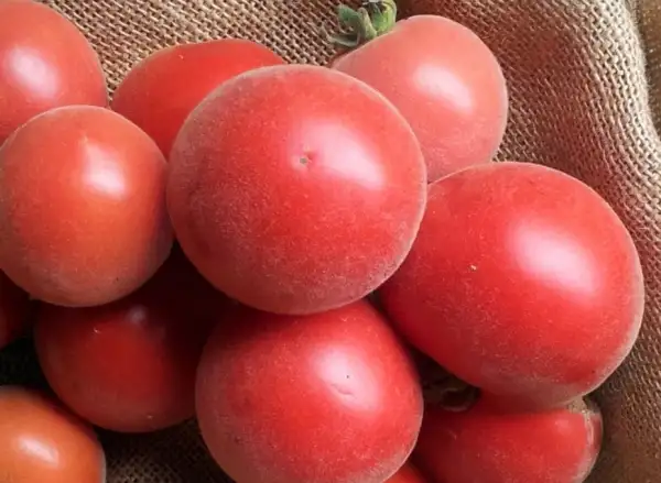 Tomaten: Pfirsich Tomate