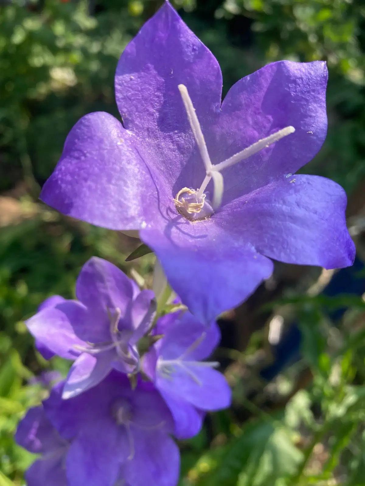 Blumen: Pfirsichblättrige Glockenblume blau