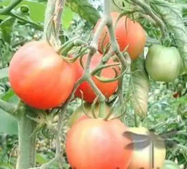 Tomaten: Pfirsichtomate rot