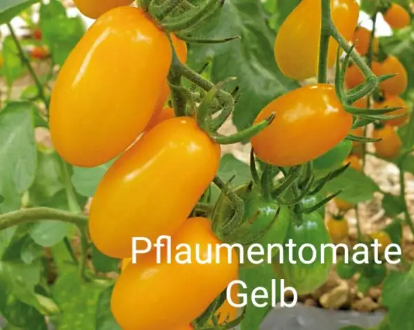 Tomaten: Pflaumentomate Gelb