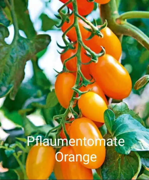 Tomaten: Pflaumentomate Orange