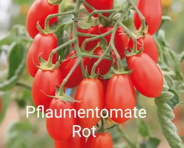 Tomaten: Pflaumentomate Rot