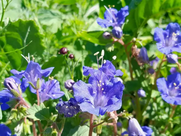 Blumen: Phacelia campanularia ‣ ‣ ‣ ‣ ‣ ‣ ‣ ‣ ‣ Glocken-Phacelie - Desert Bluebell