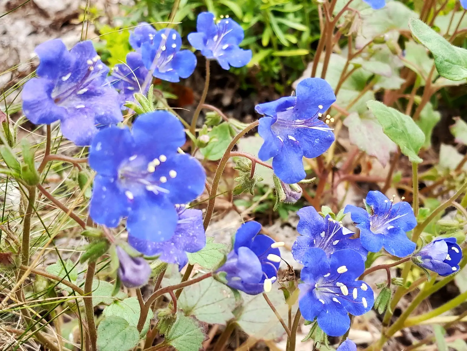 Blumen: Phacelia grandiflora ‣ ‣ Großblütige Phacelie ‣ Largeflower phacelia