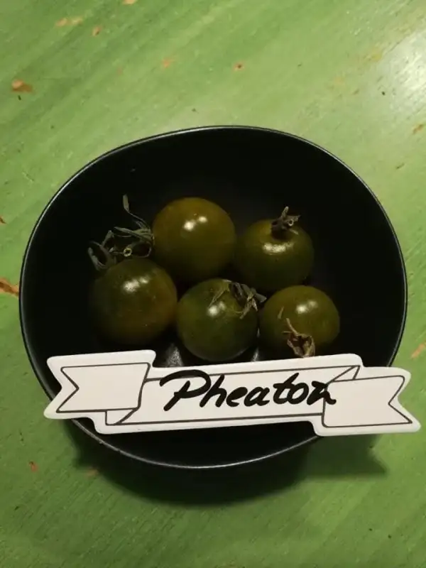 Tomaten: Phaeton