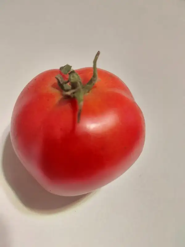 Tomaten: Phantasia