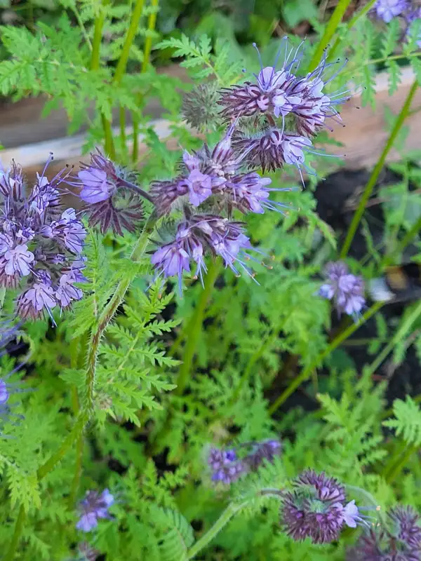 Blumen: Phazelia - Bienenweide