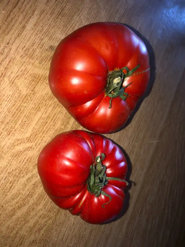 Tomaten: Phil