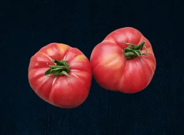 Tomaten: Phil’s Fantastic