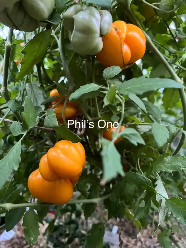 Tomaten: Phil’s One