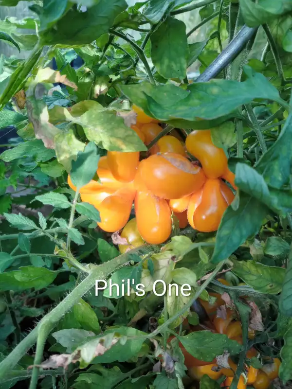 Tomaten: Phil