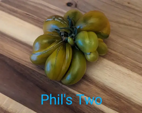 Tomaten: Phil