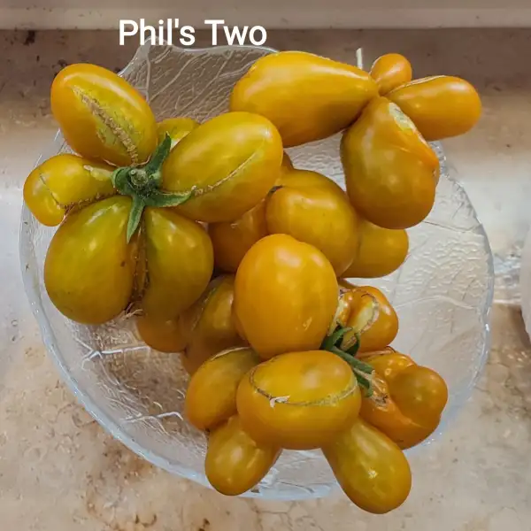 Tomaten: Phil