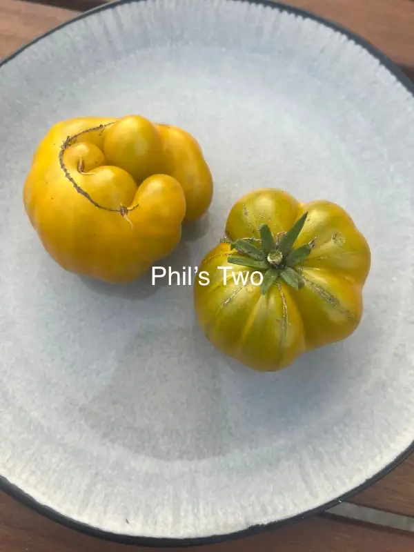 Tomaten: Phil’s Two